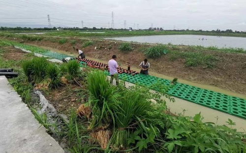 水上稻田綠意濃 湖州泗安鎮(zhèn)探索水稻種植新模式，穩(wěn)產(chǎn)又凈水