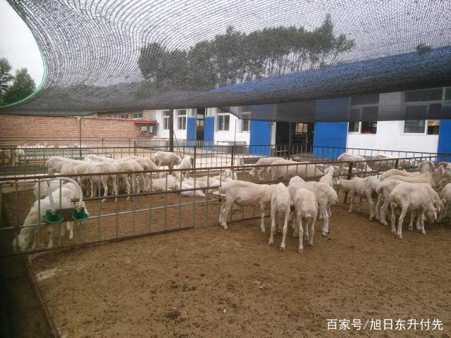 種牧草養(yǎng)羊 還需要配合其他飼料和添加劑嗎？