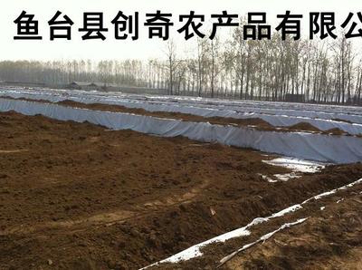山東藕種價格與濟寧雪蓮淺水藕立體養(yǎng)殖技術(shù)全解析